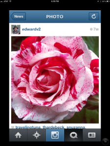 Instagram sample